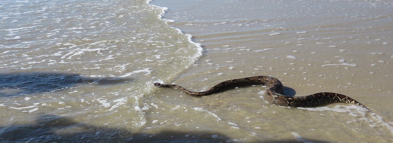 snake sea nature free photo