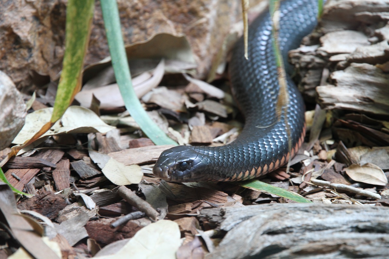 snake inland taipan animal free photo