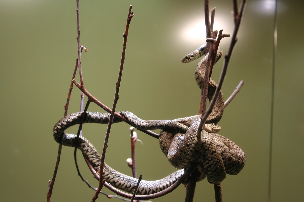 snake zoo wild animal free photo