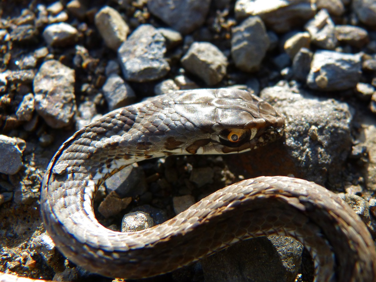 snake coronella girondica southern smooth snake free photo