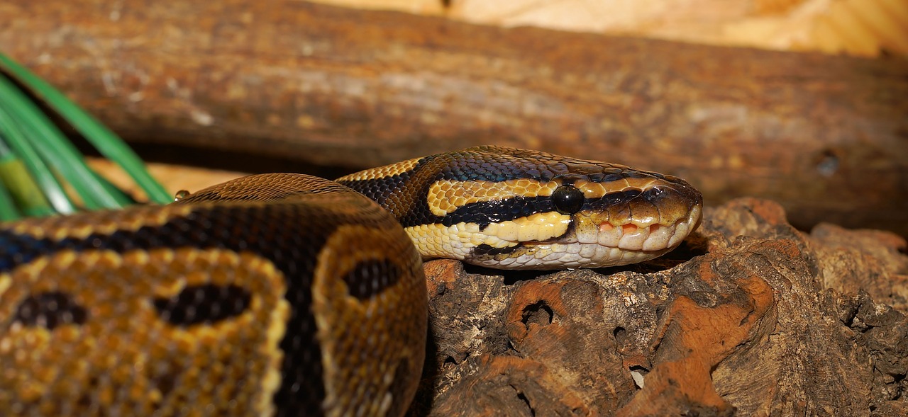 snake python ball python free photo