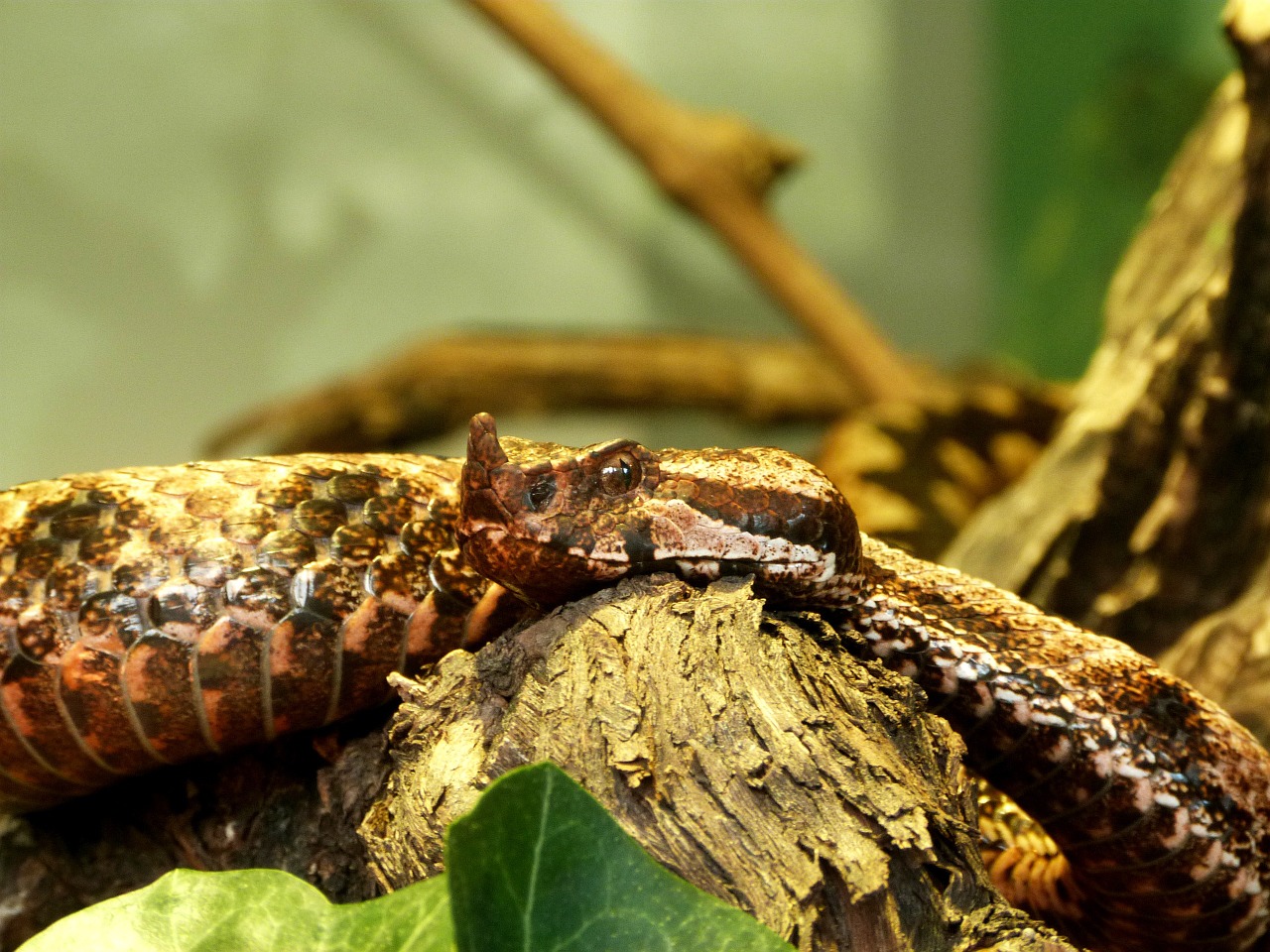 snake reptile serpent free photo