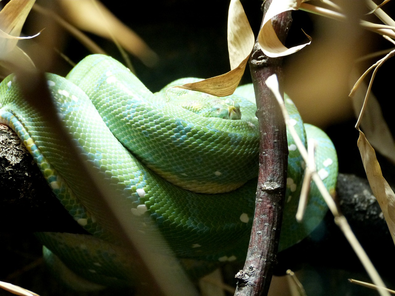 snake reptile zoo free photo