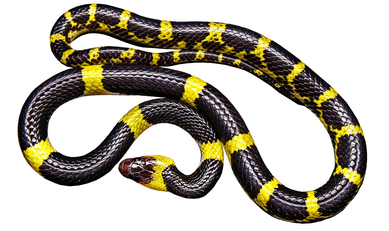 snake black yellow non toxic free photo