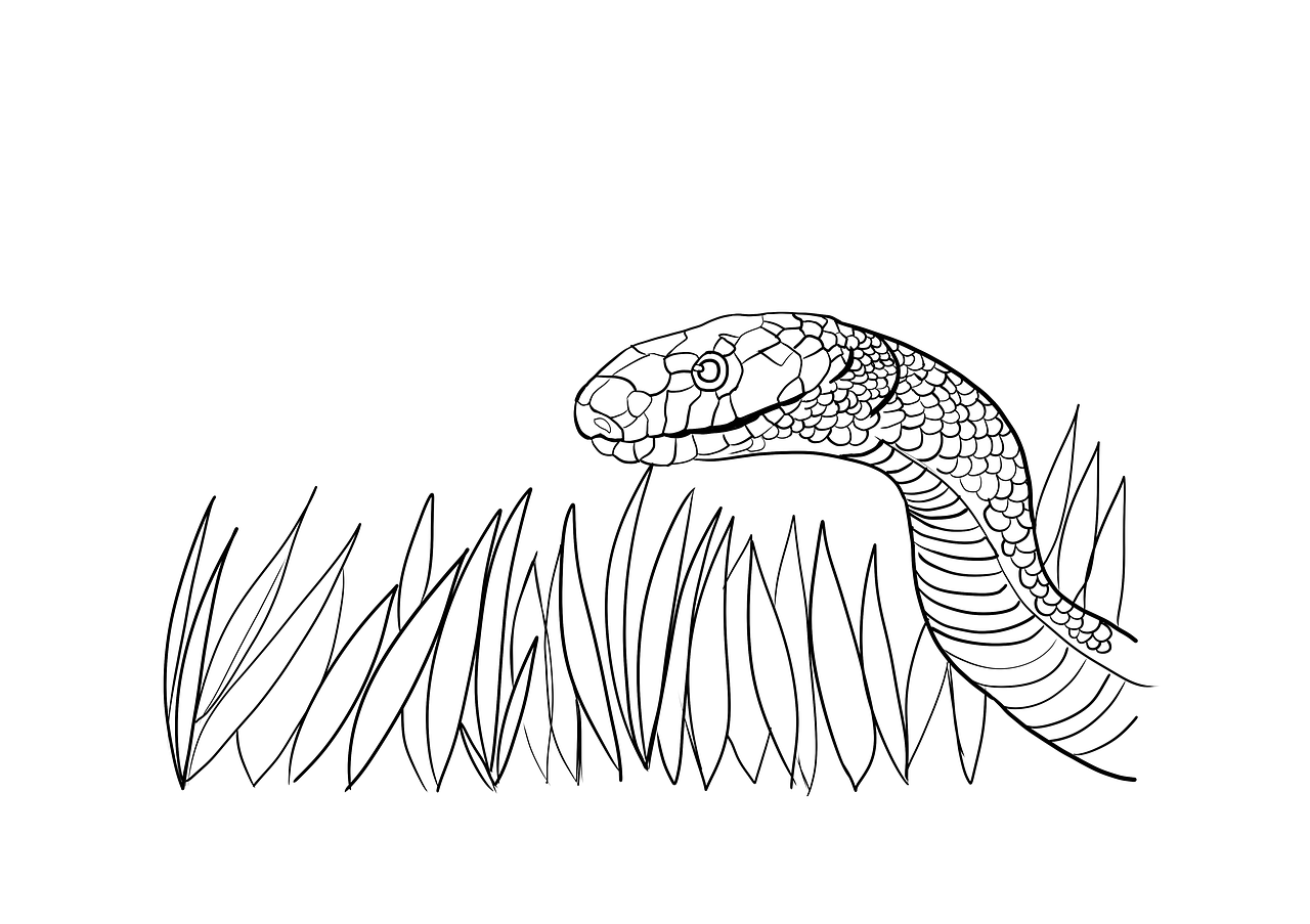 snake serpent drawing free photo