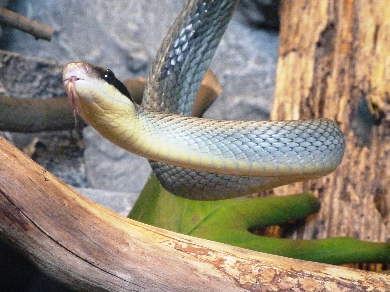 snake natter laura taeniurus callicyanous free photo