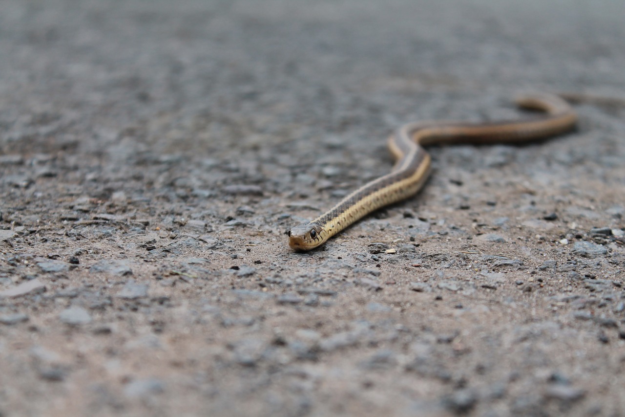 snake gravel animal free photo