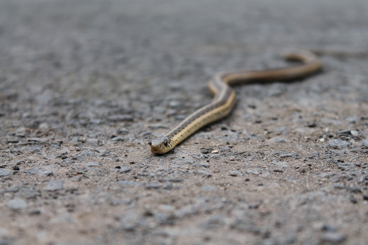 snake gravel animal free photo