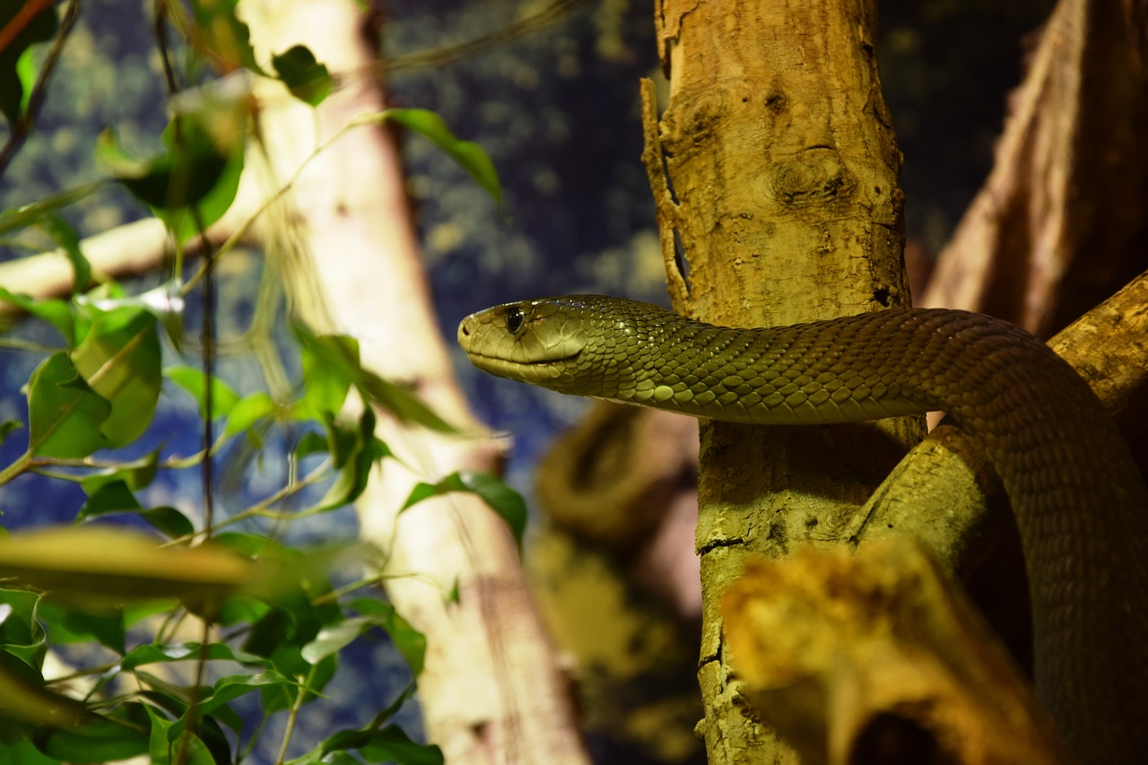 snake mamba reptile free photo