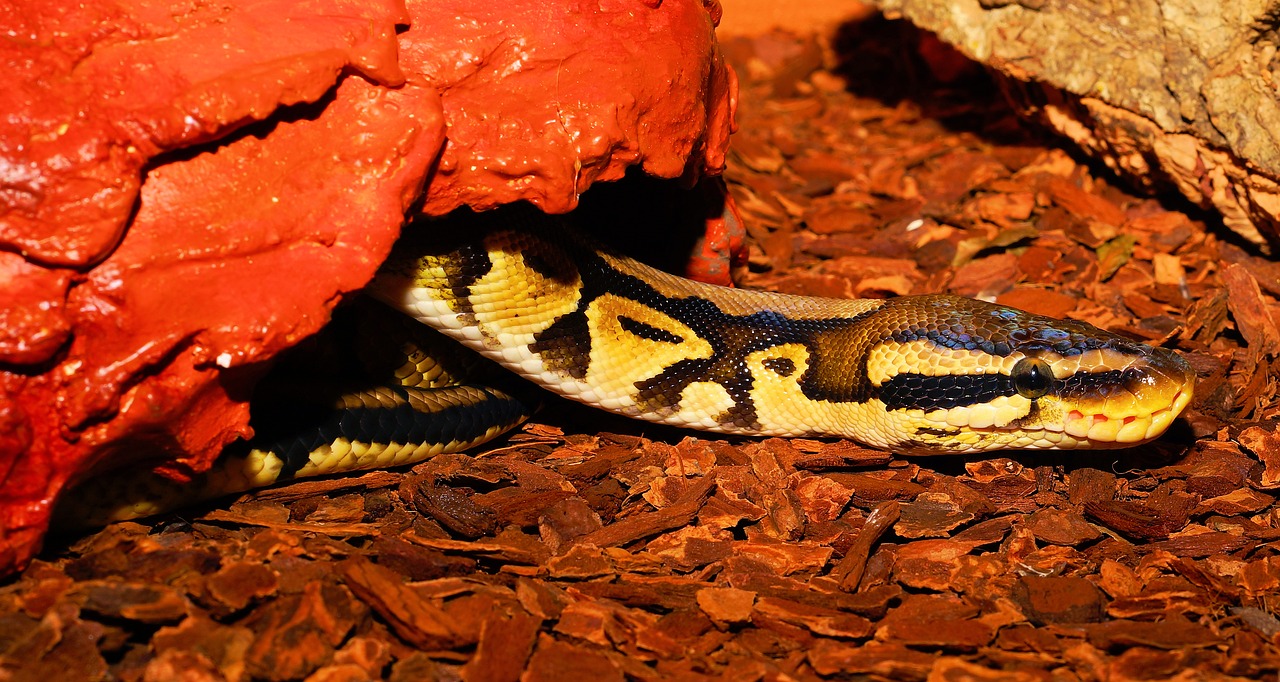 snake constrictor python free photo
