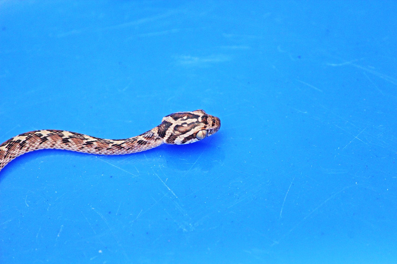 snake cat snake reptile free photo