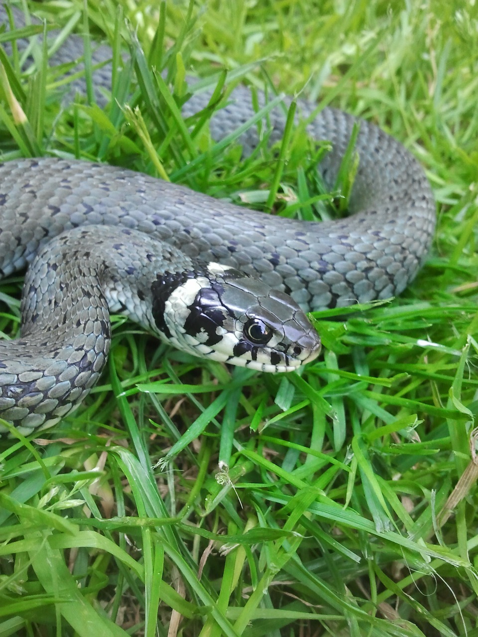 snake creature snakehead free photo
