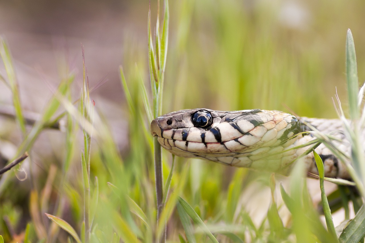 snake macro reptile free photo