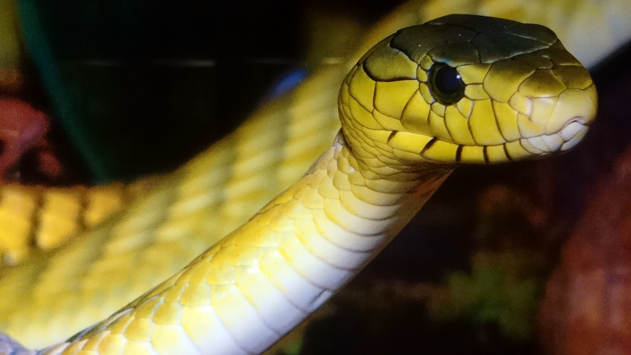 snake green yellow free photo