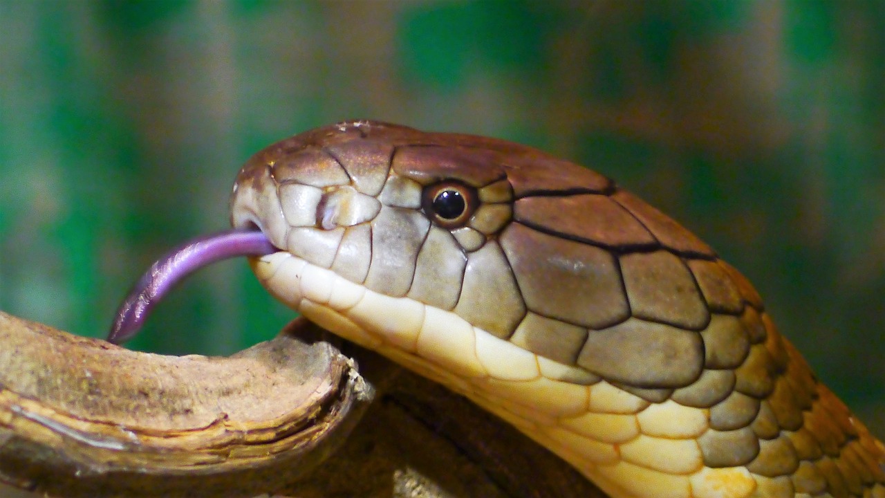 snake cobra king cobra free photo