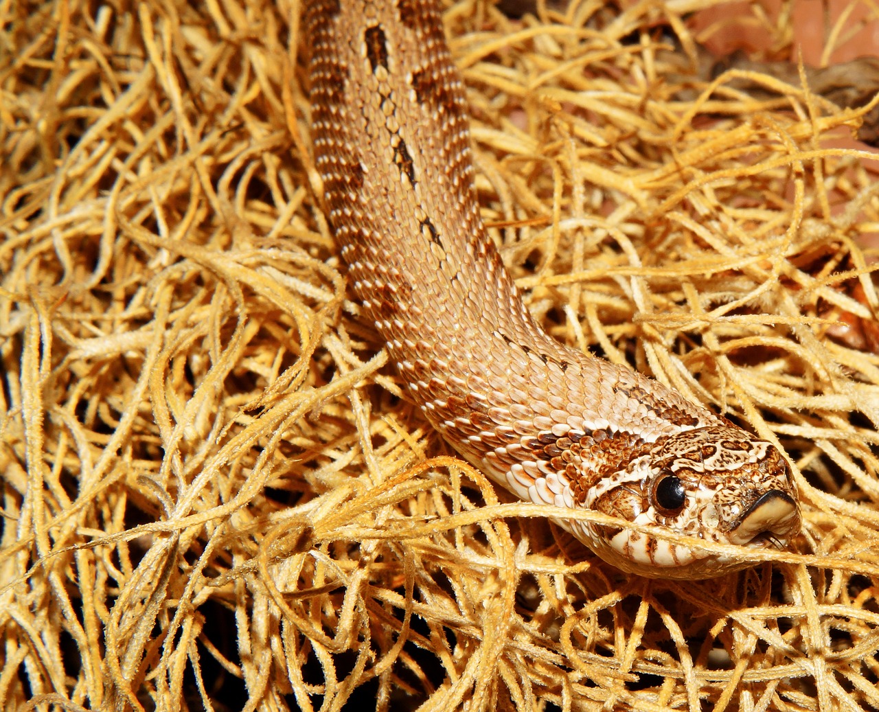 snake terrarium heterodon nasicus free photo