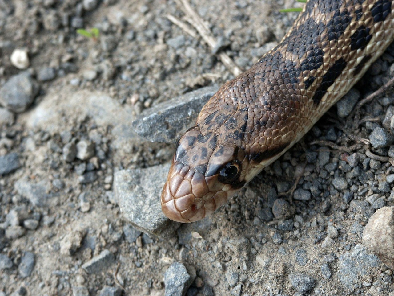 snake animal reptile free photo