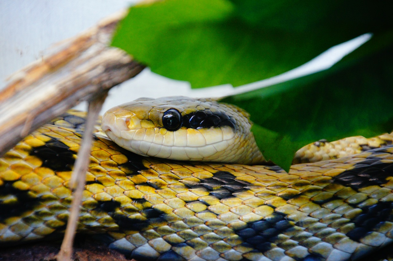 snake venomous snake toxic free photo