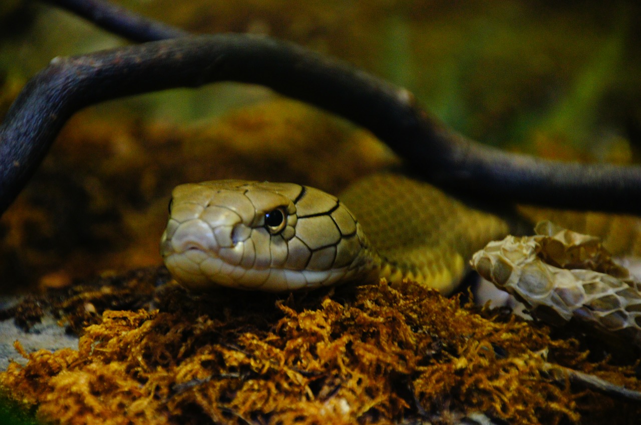 snake venomous snake zoo free photo
