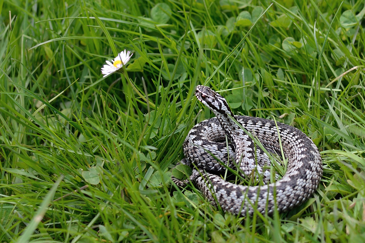 snake viper general vipera berus free photo