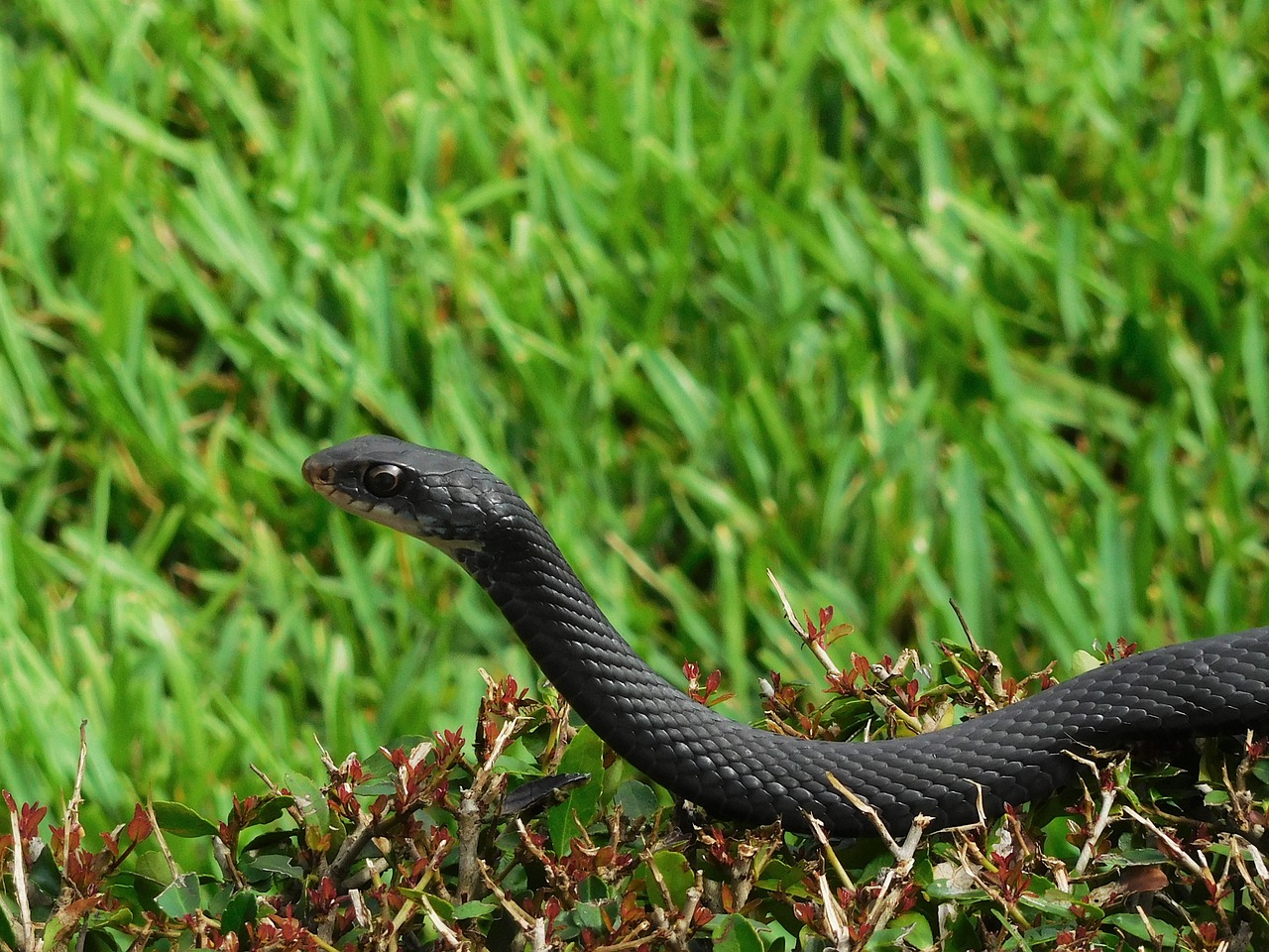 snake reptile creature free photo