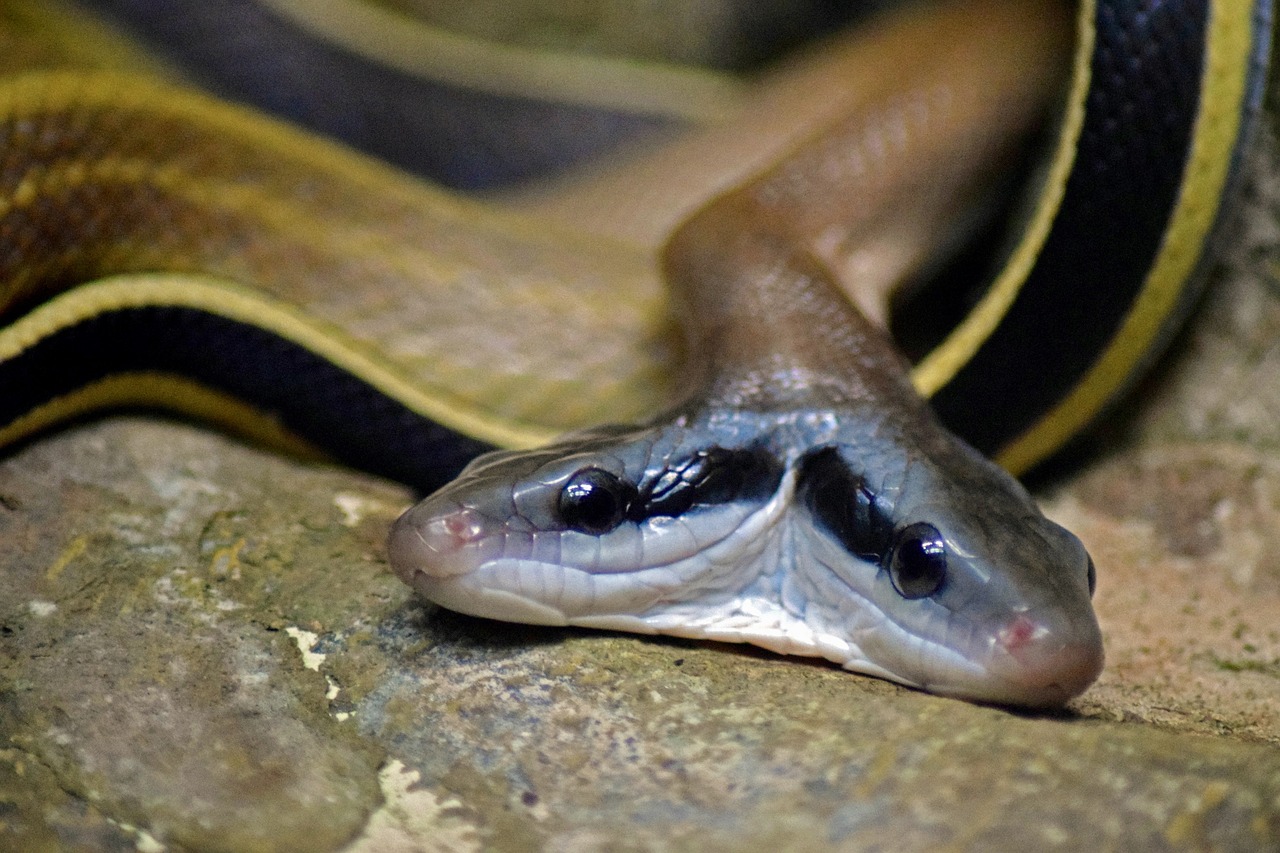 snake two heads malformation free photo