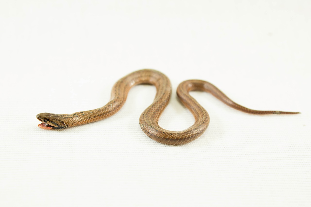 snake adder serpent free photo