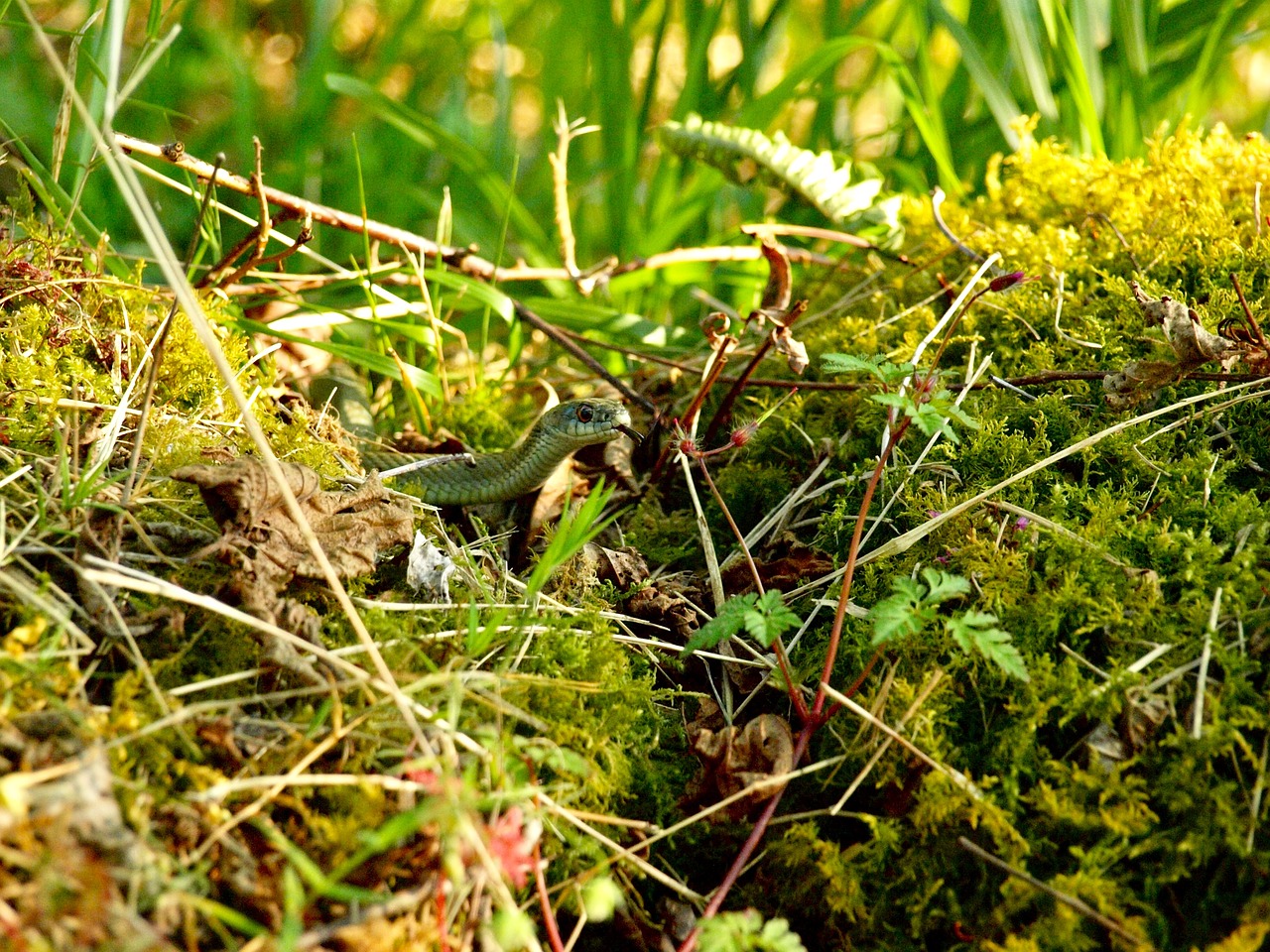 snake forest animals free photo