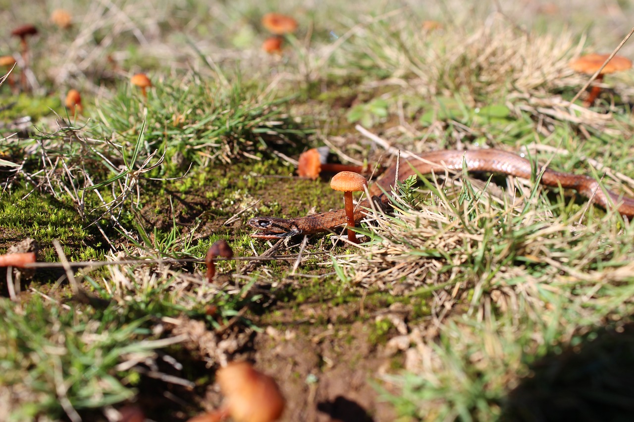 snake mushroom nature free photo