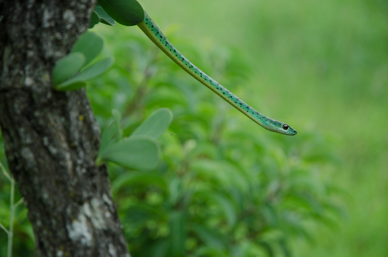 snake green tree free photo