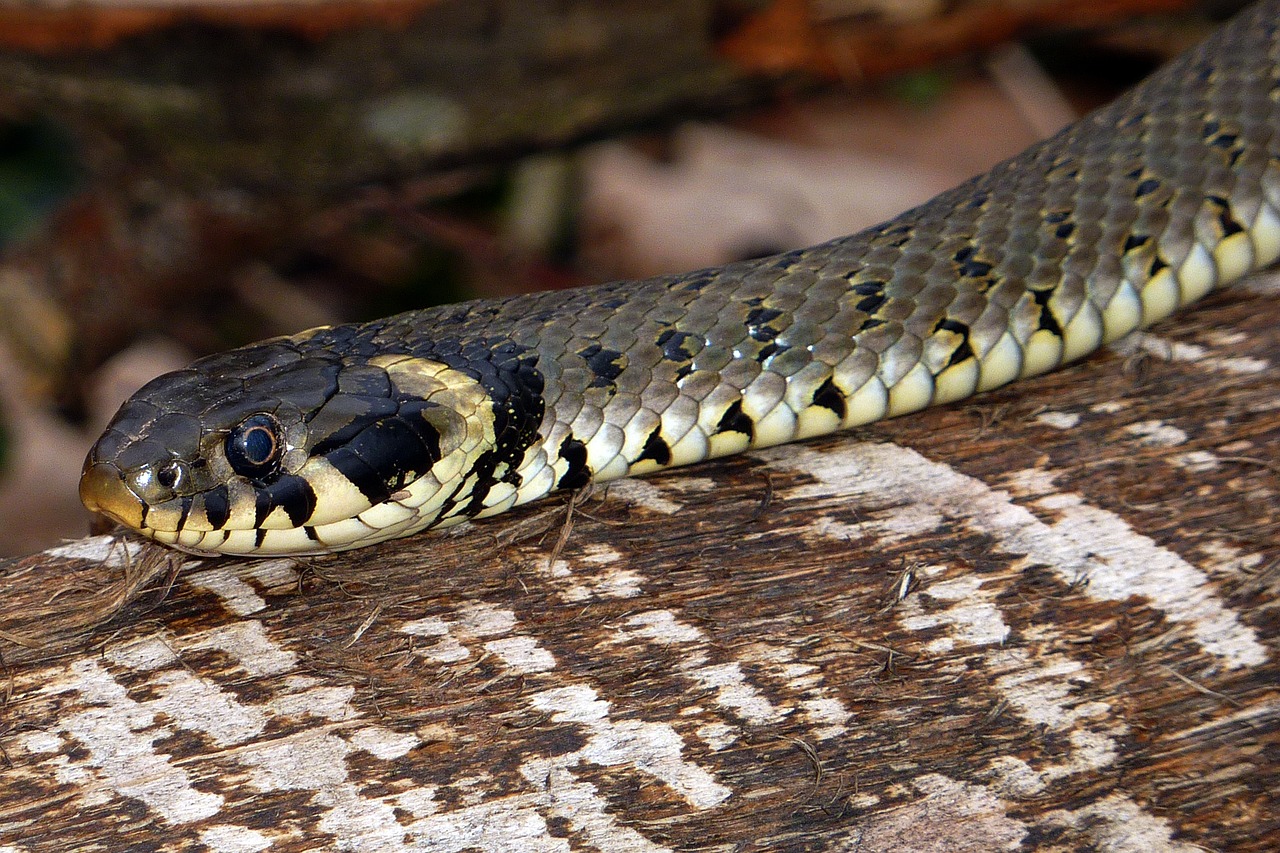 snake grass snake natrix natrix free photo