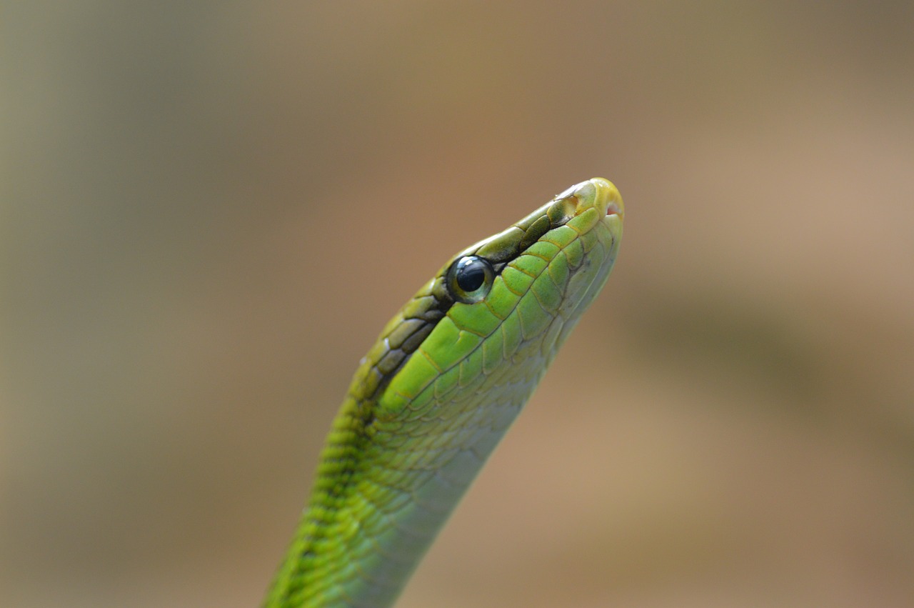snake schlange serpent free photo