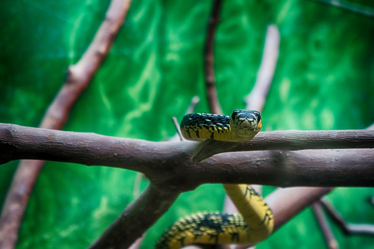 snake zoo herpetology free photo