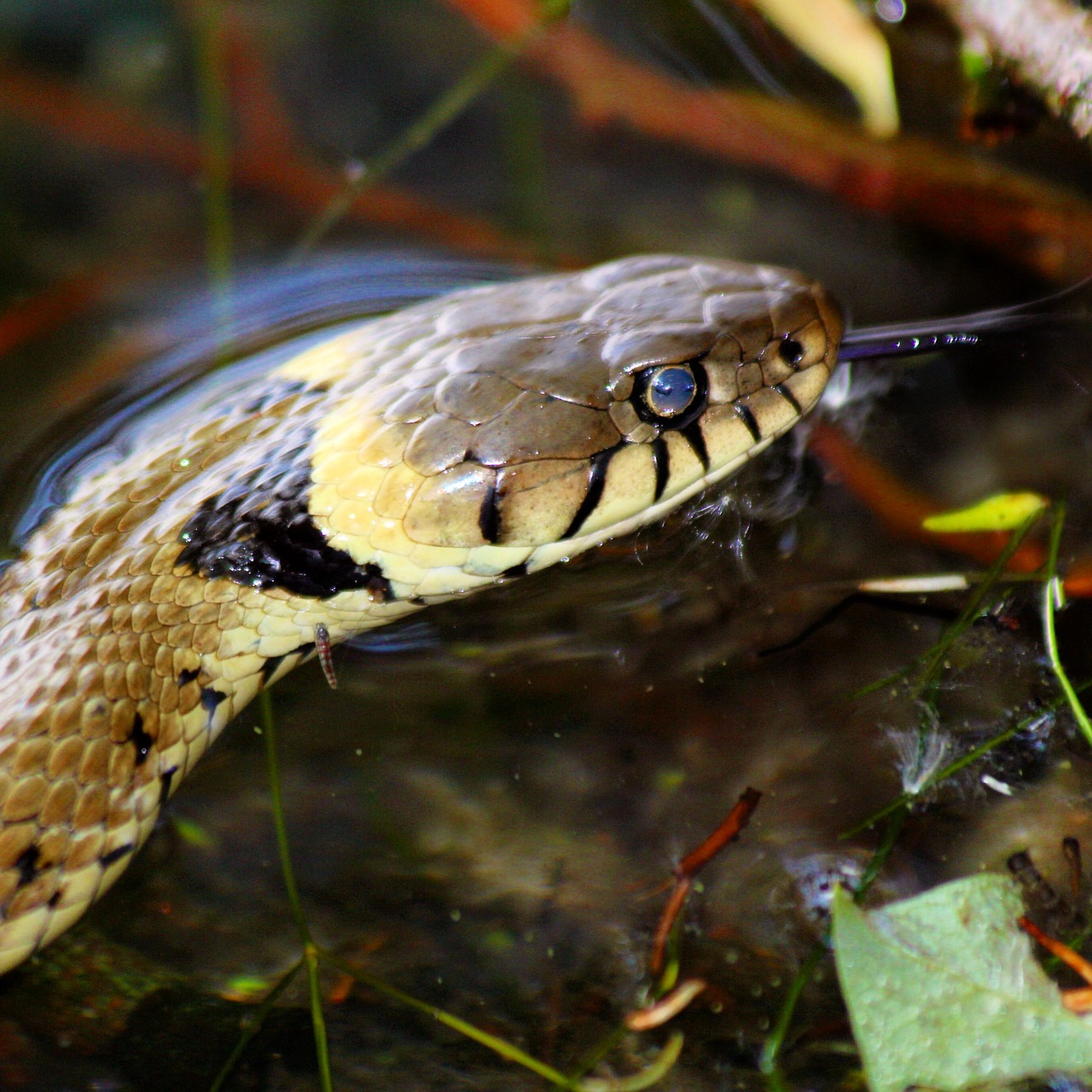 snake broads norfolk free photo
