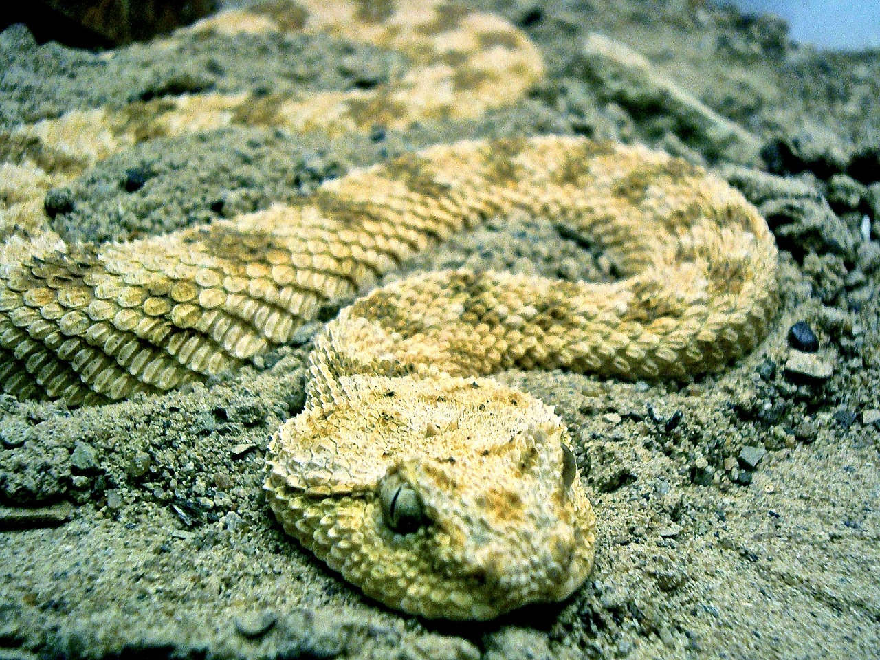 snake animal reptile free photo