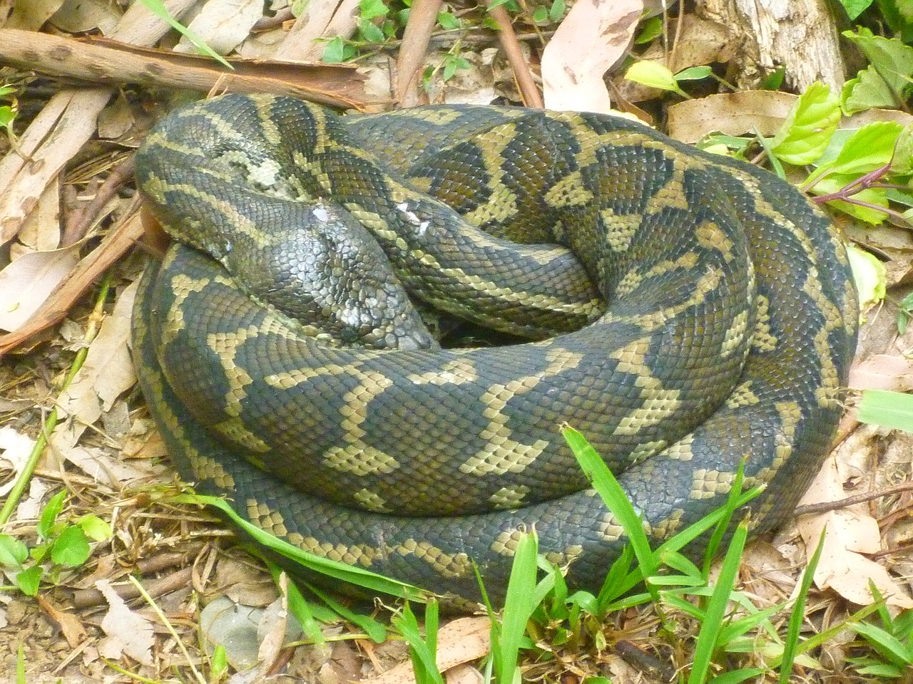 snake python reptile free photo