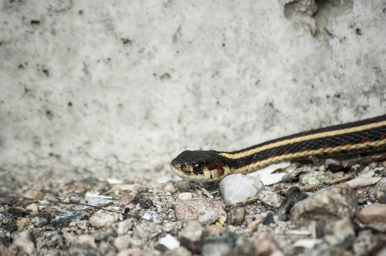 snake garter reptile free photo