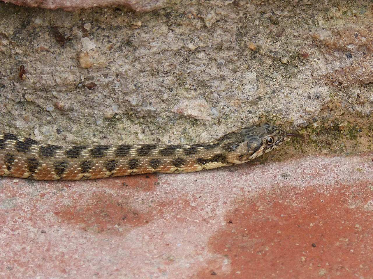 snake water snake detail free photo