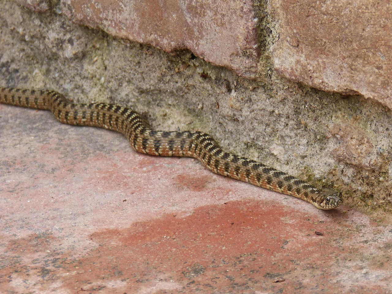 snake water snake detail free photo