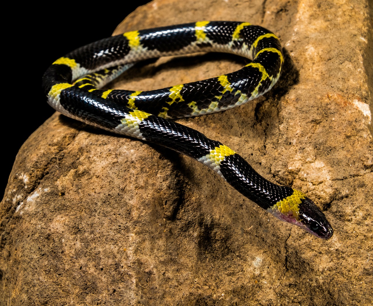 snake young snake black yellow free photo