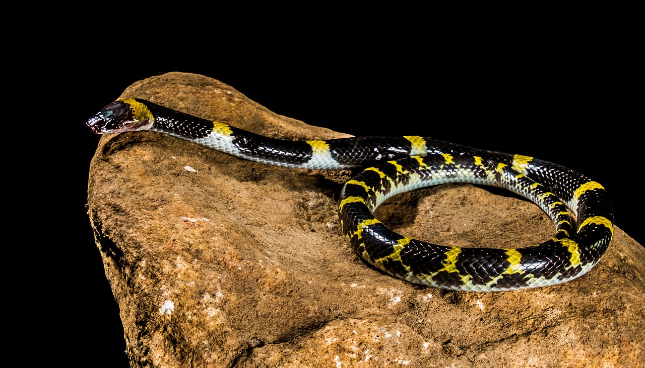snake young snake black yellow free photo