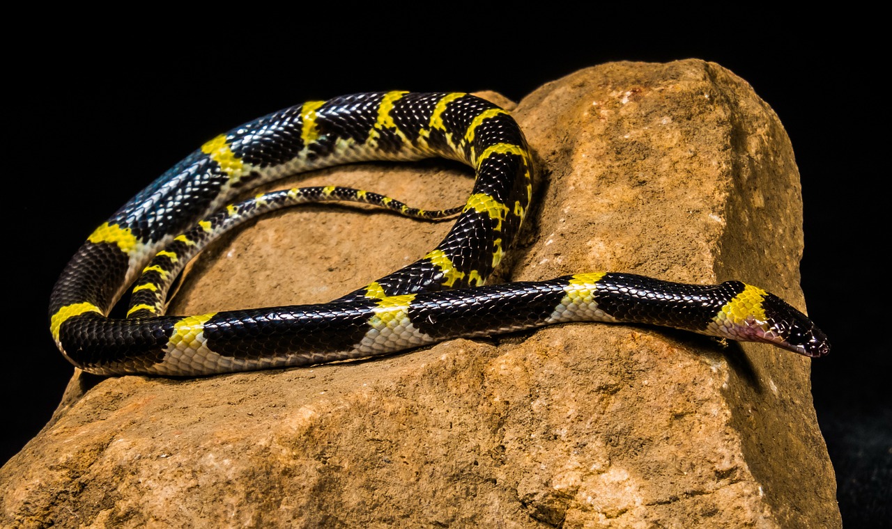 snake young snake black yellow free photo