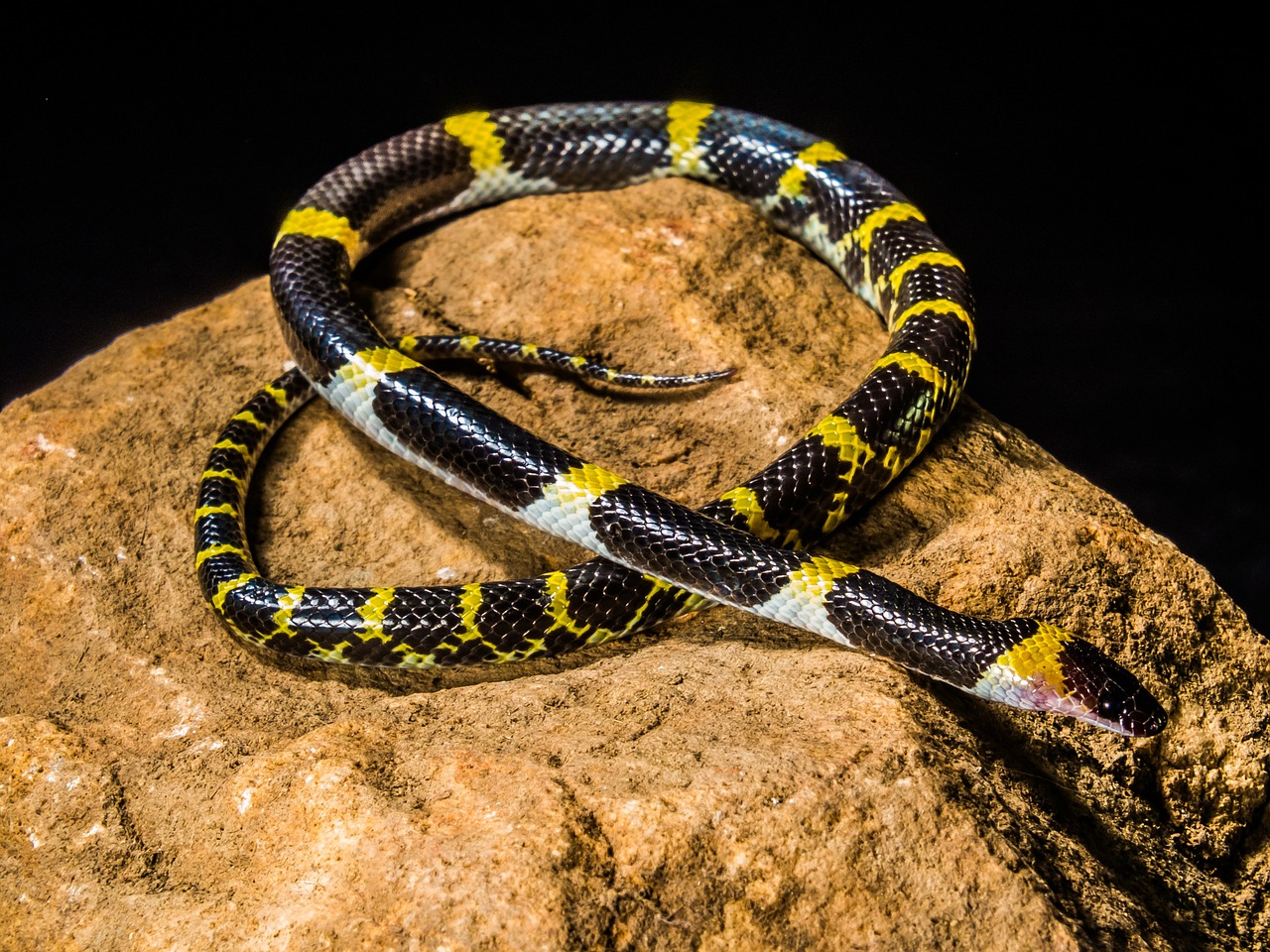 snake young snake black yellow free photo