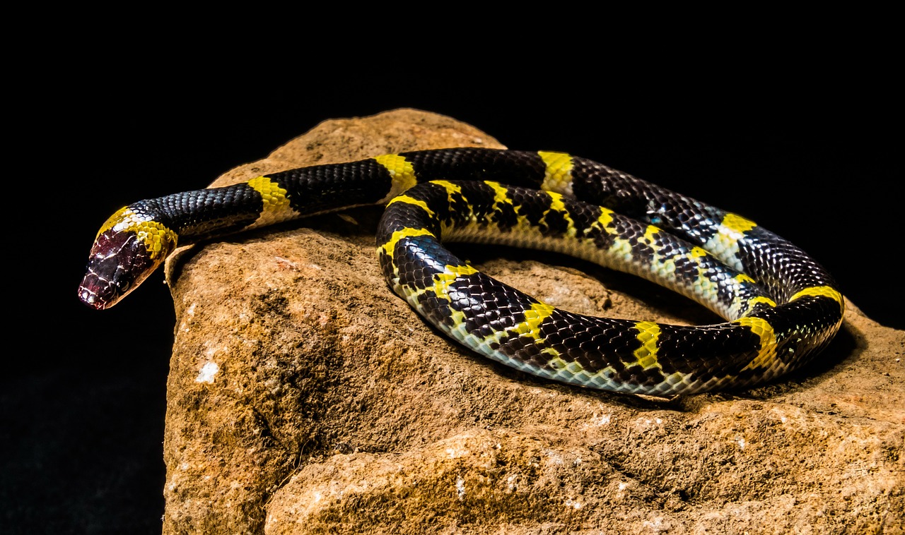 snake young snake black yellow free photo