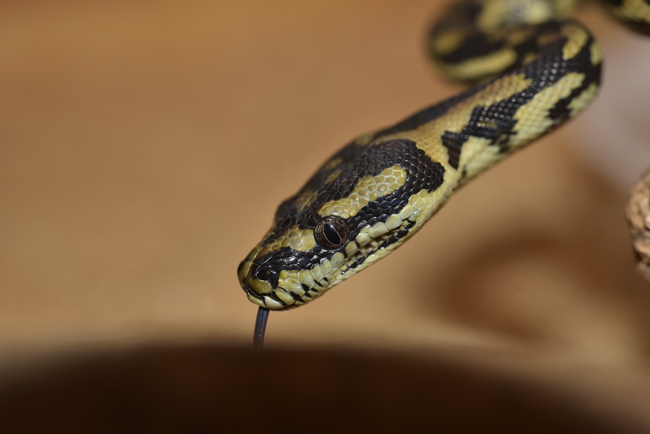 snake yellow snakehead free photo