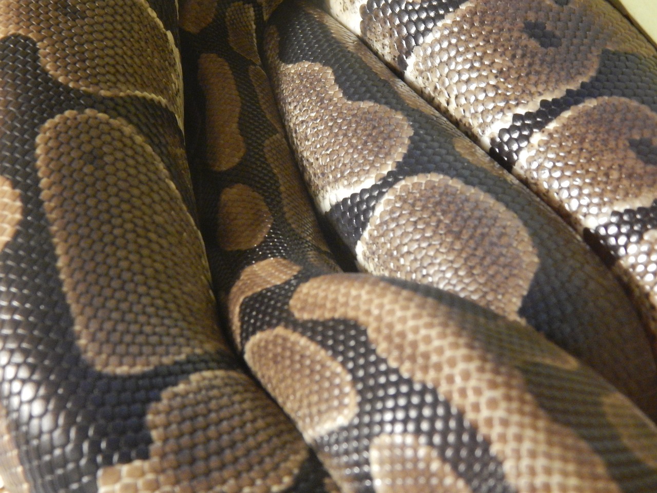 snake skin scales free photo