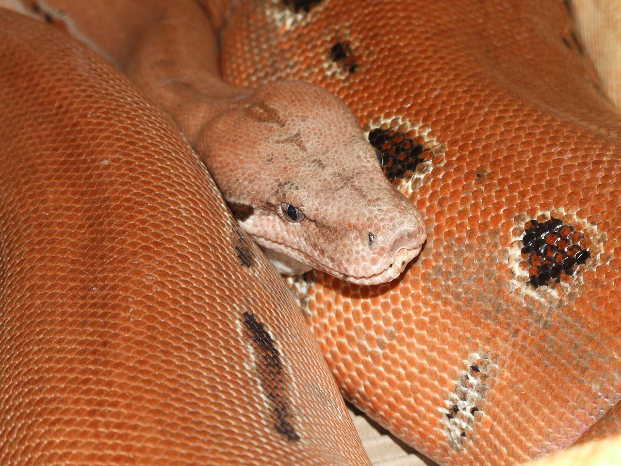snake head reptile free photo