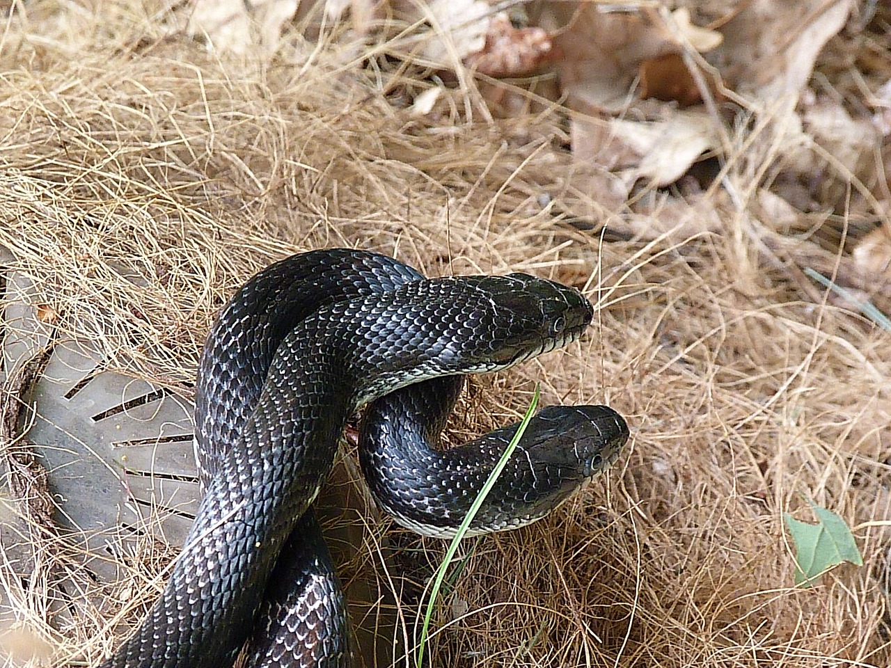 snake rat snake black free photo