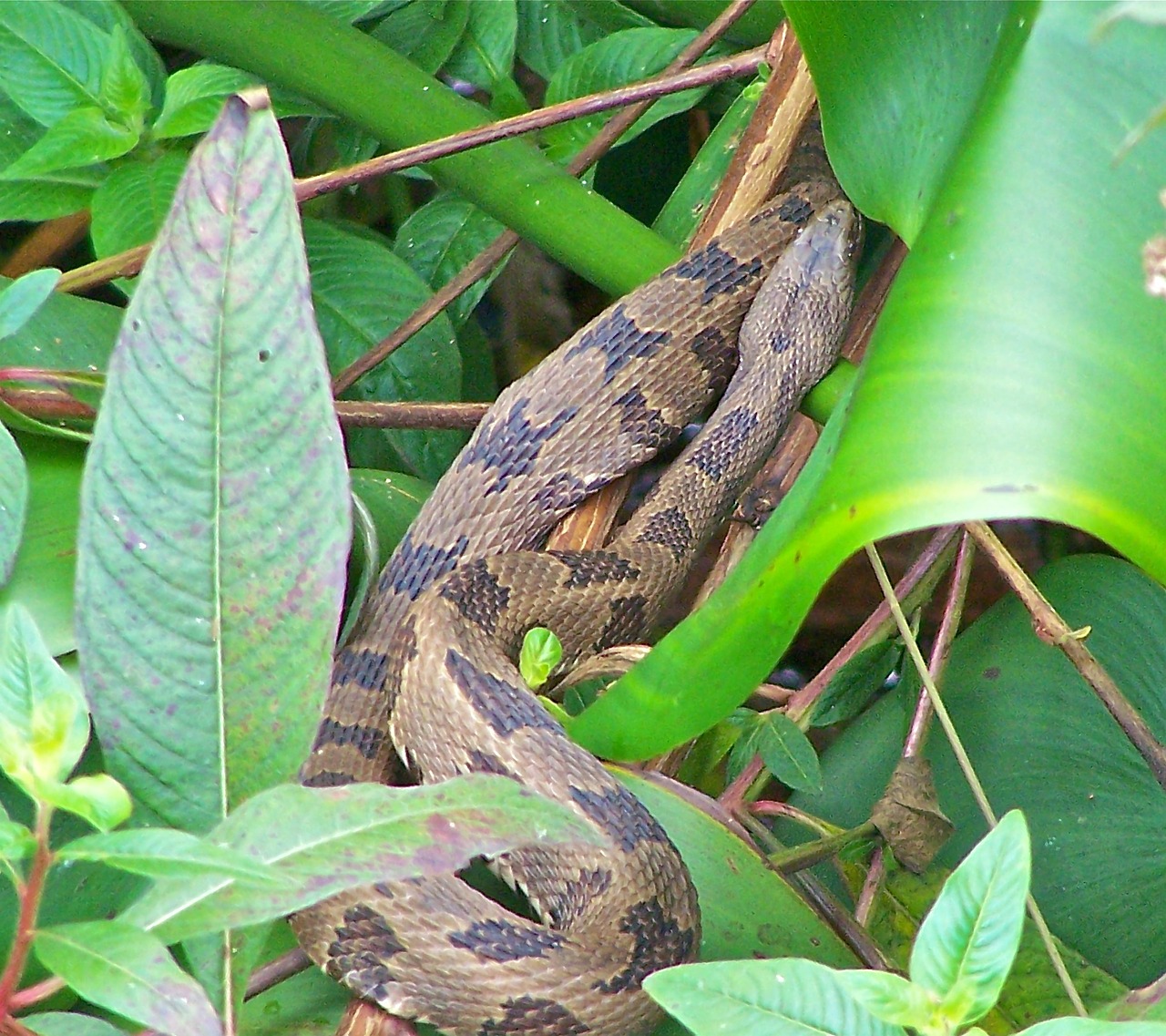 snake nature green free photo