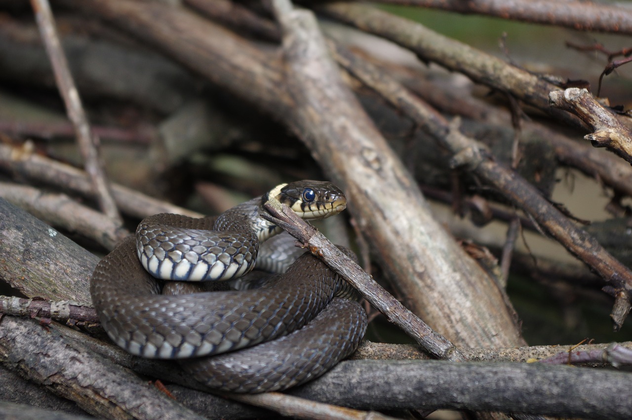 snake natter nature free photo